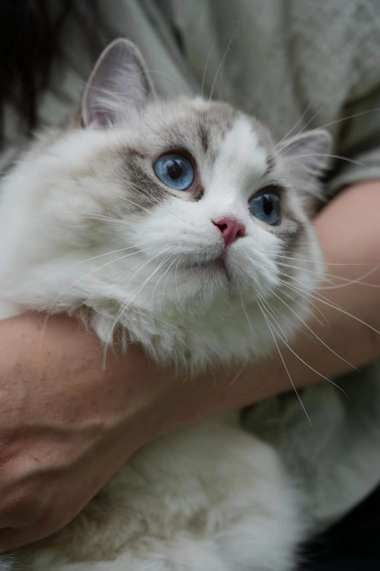 青い瞳の猫のクローズアップ