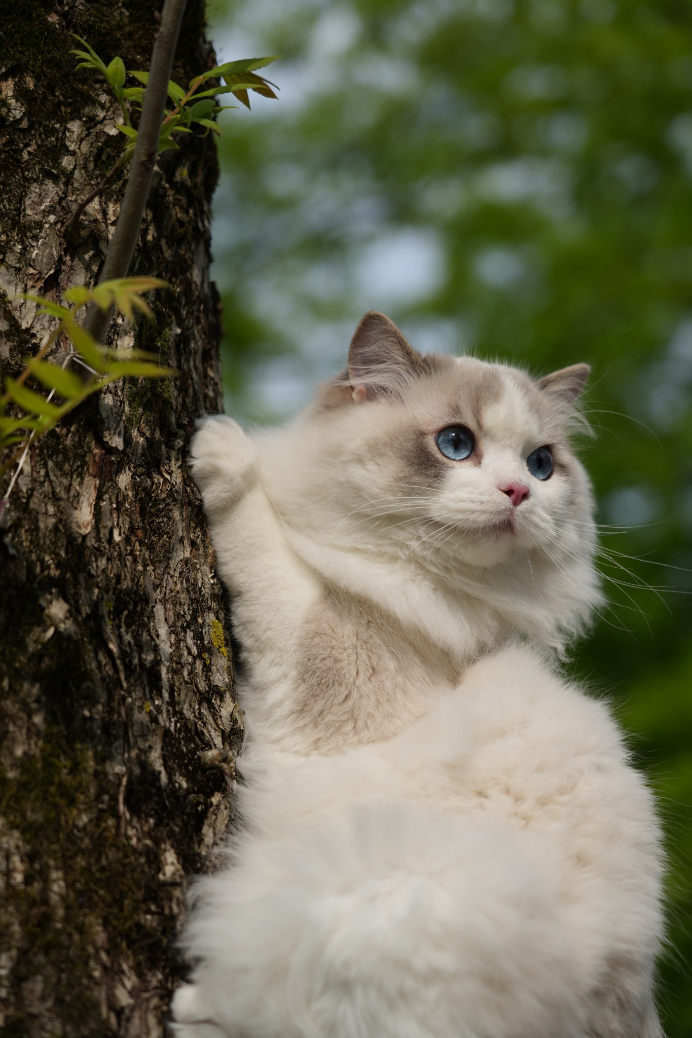 木のそばに座る青い瞳の猫