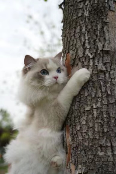 木につかまる猫
